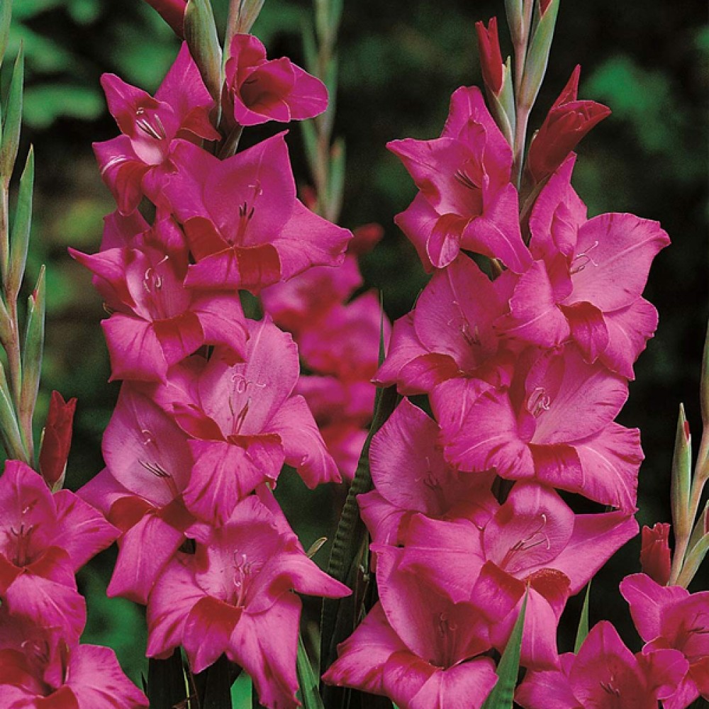 Гладіолус Palermo