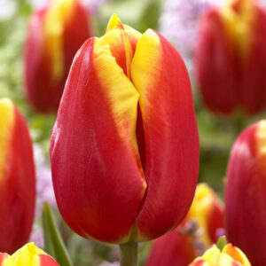 Тюльпан Dow Jones 600 цибулин розмір 12+