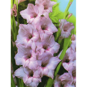 Гладіолус Desperado