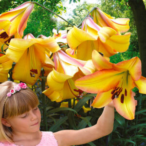 Лілія Rising Moon