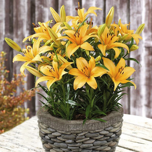 Лілія Buff Pixie