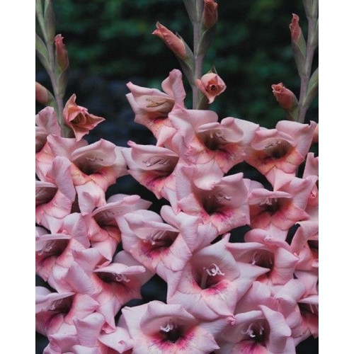 Гладіолус Bastia