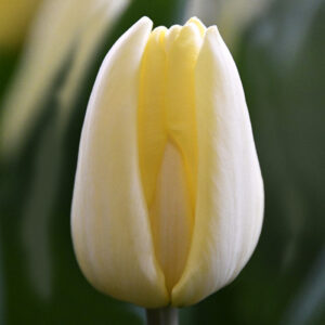 Тюльпан Fun for two 600 цибулин розмір 12+