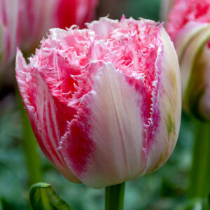 Тюльпан Ranomi 600 цибулин розмір 12+