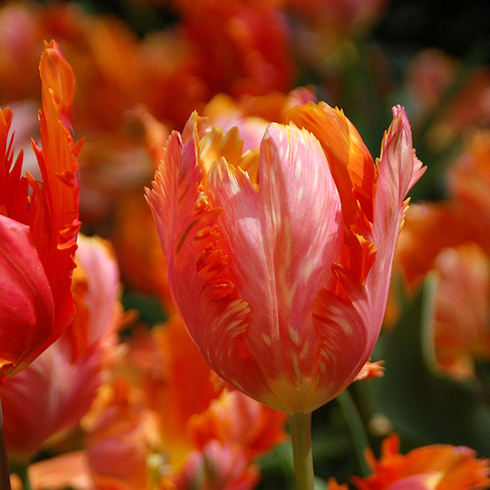 Тюльпан Оранж Фейворіт 25 цибулин розмір 10/11