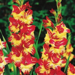 Гладіолус Stereo