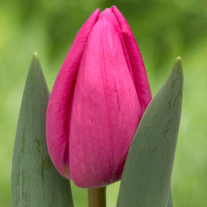 Тюльпан Lincoln 600 цибулин розмір 12+