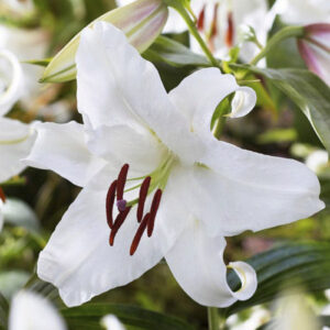 Лілія Ice Dancer