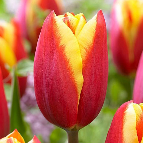 Тюльпан Tarzan 600 цибулин розмір 12+