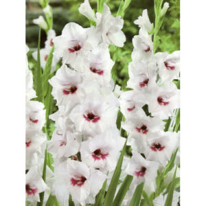 Гладіолус Fiorentina