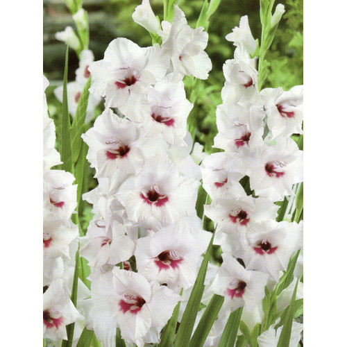 Гладіолус Fiorentina