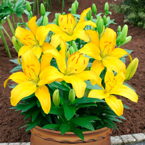 Лілія Rio de Janeiro