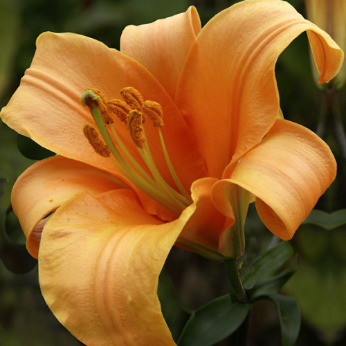 Лілія Saltarello