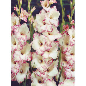 Гладіолус Orlando