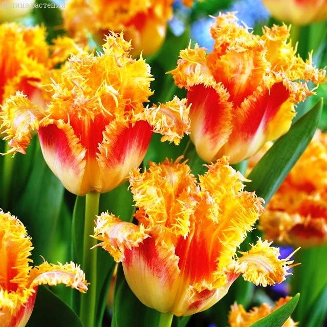 Тюльпан Ballroom 600 цибулин розмір 12+