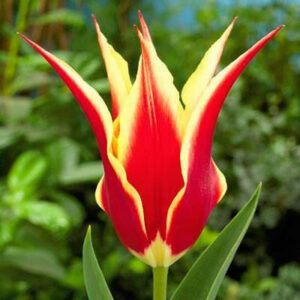 Тюльпан Сінаеда кінг 30 цибулин розмір 10/11