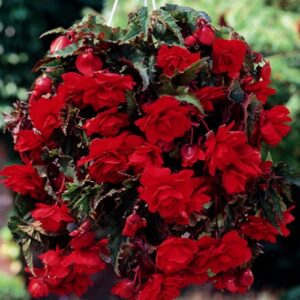 Бегонія ампельна Каскад Червона