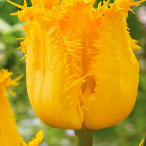 Тюльпан Inspire 600 цибулин розмір 12+