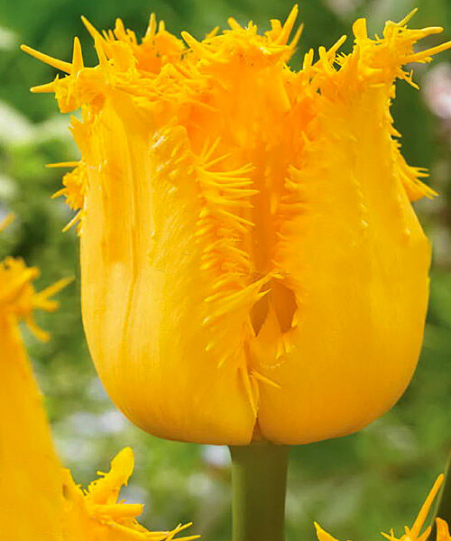 Тюльпан Inspire 600 цибулин розмір 12+