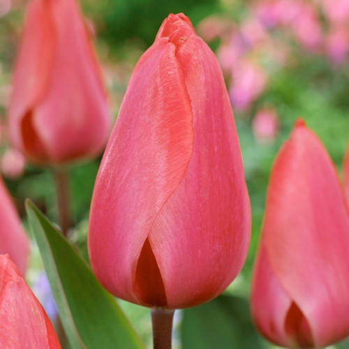 Тюльпан Barre Alta 600 цибулин розмір 12+