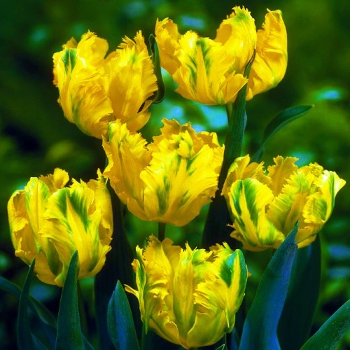 Тюльпан Техас Голд 30 цибулин розмір 10/11