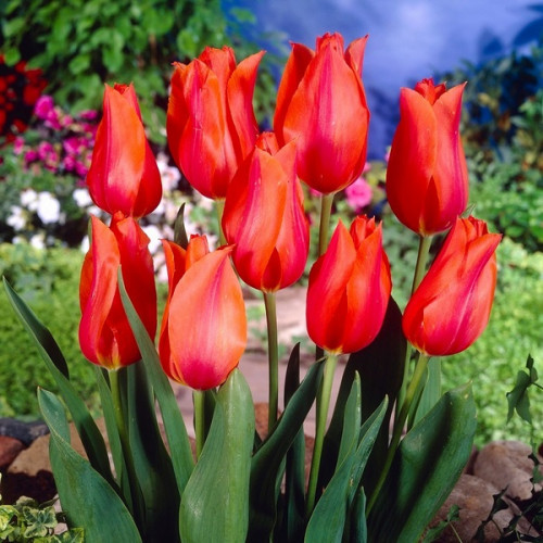 Тюльпан Темпл оф Б'юті 30 цибулин розмір 10/11