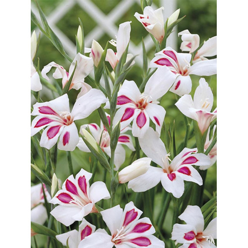 Гладіолус Princ Claus