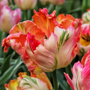 Тюльпан Apricot Parrot 600 цибулин розмір 12+