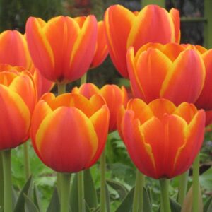 Тюльпан Уорлдс Фейворіт 25 цибулин розмір 10/11