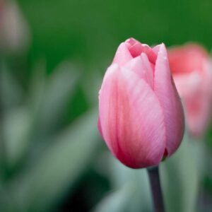 Тюльпан First Rosy 600 цибулин розмір 12+