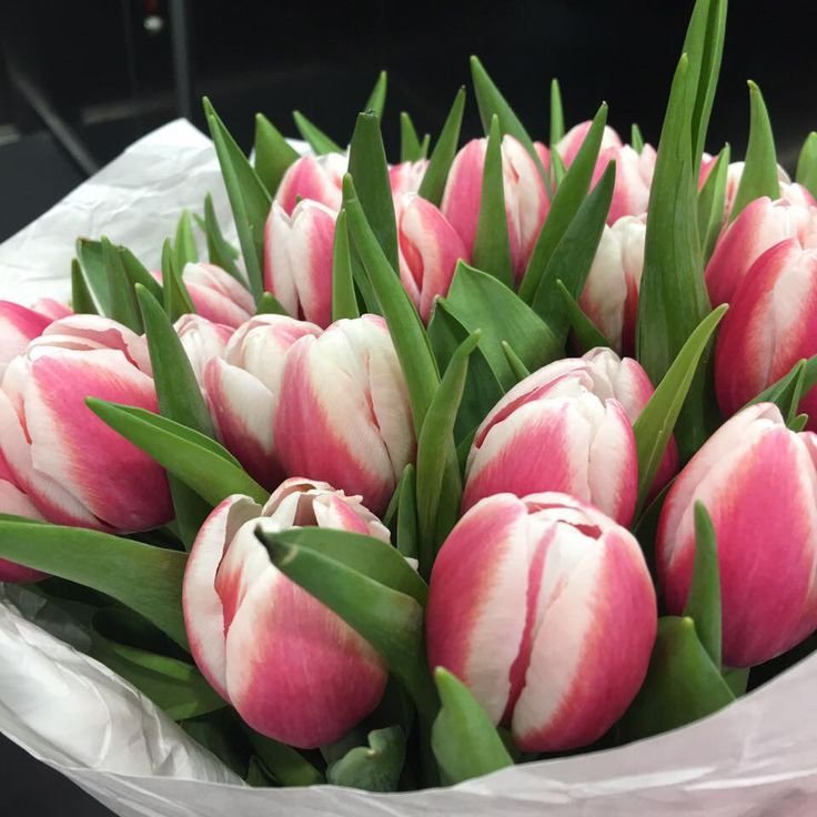 Тюльпан Jefgenia 600 цибулин розмір 12+