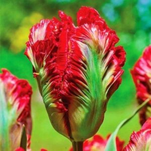 Тюльпан Bastogne Parrot 600 цибулин розмір 12+