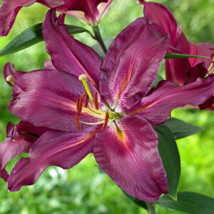 Лілія Gran Tourismo