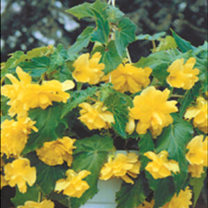 Бегонія ампельна Жовта