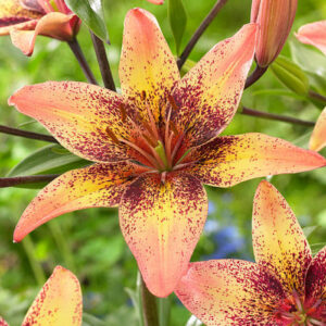 Лілія Tribal Dance