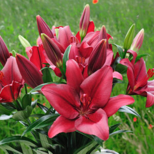 Лілія Miss America