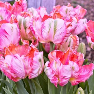 Тюльпан Elsenburg 600 цибулин розмір 12+