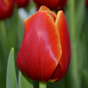 Тюльпан Hunter 600 цибулин розмір 12+