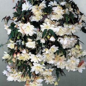 Бегонія ампельна Каскад Біла