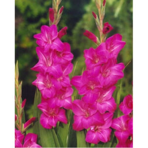 Гладіолус Violet Moon