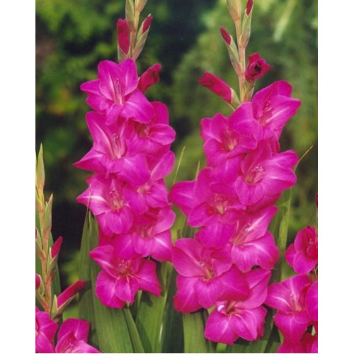 Гладіолус Violet Moon