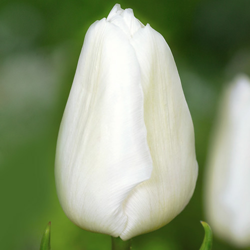 Тюльпан Update 600 цибулин розмір 12+