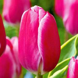 Тюльпан Andorra 600 цибулин розмір 12+