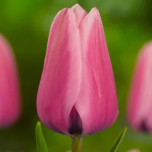 Тюльпан Capri 600 цибулин розмір 12+