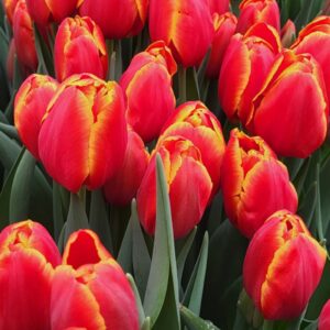 Тюльпан Verandi 600 цибулин розмір 12+