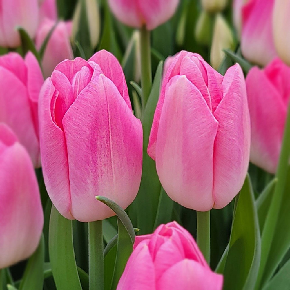 Тюльпан Dynasty 600 цибулин розмір 12+