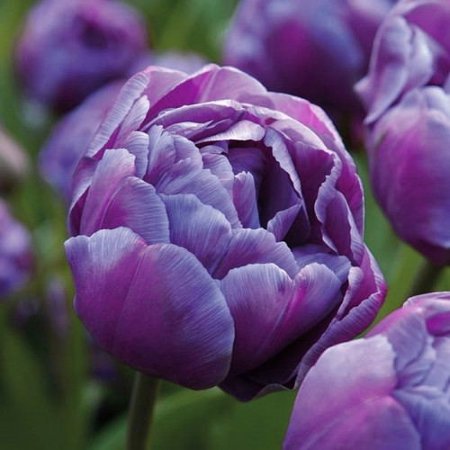 Тюльпан Blue Diamond 600 цибулин розмір 12+