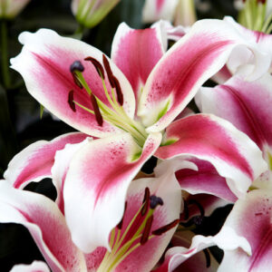 Лілія Candy Club