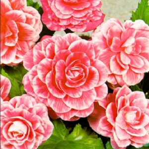 Бегонія Камелія