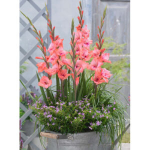 Гладіолус Whitney